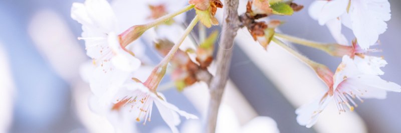 ReviewsAndRoses's profile banner image