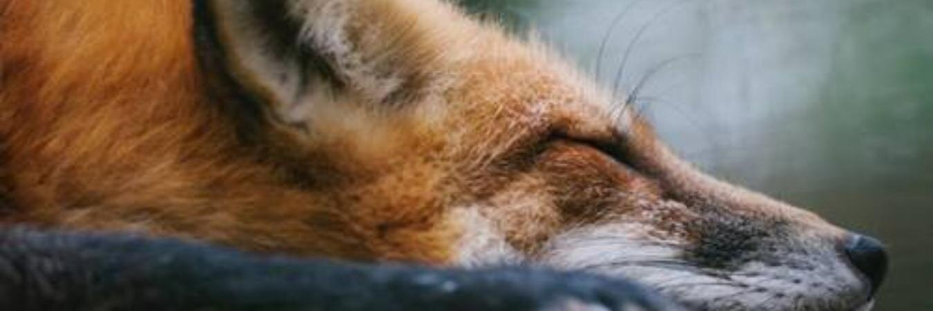 malanndro's profile banner image