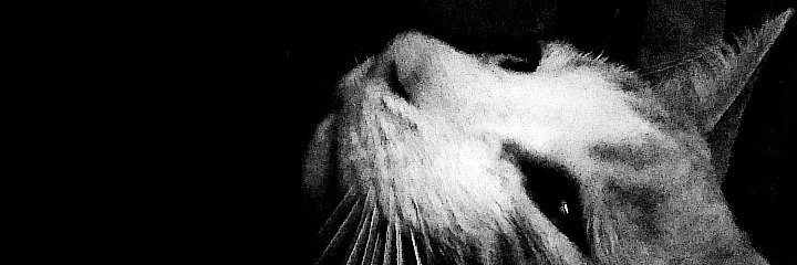 Felix_Villagran's profile banner image
