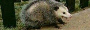 MusselsInSause's profile banner image