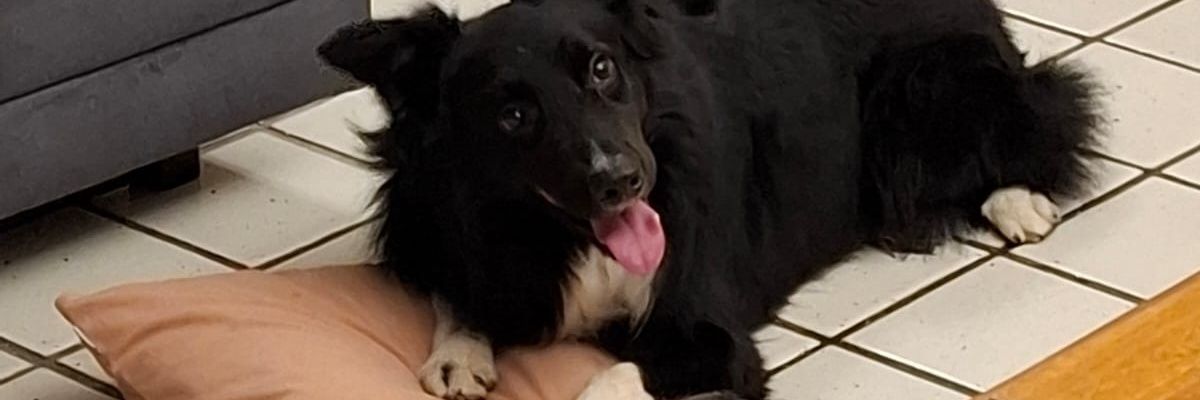 Zupako02's profile banner image
