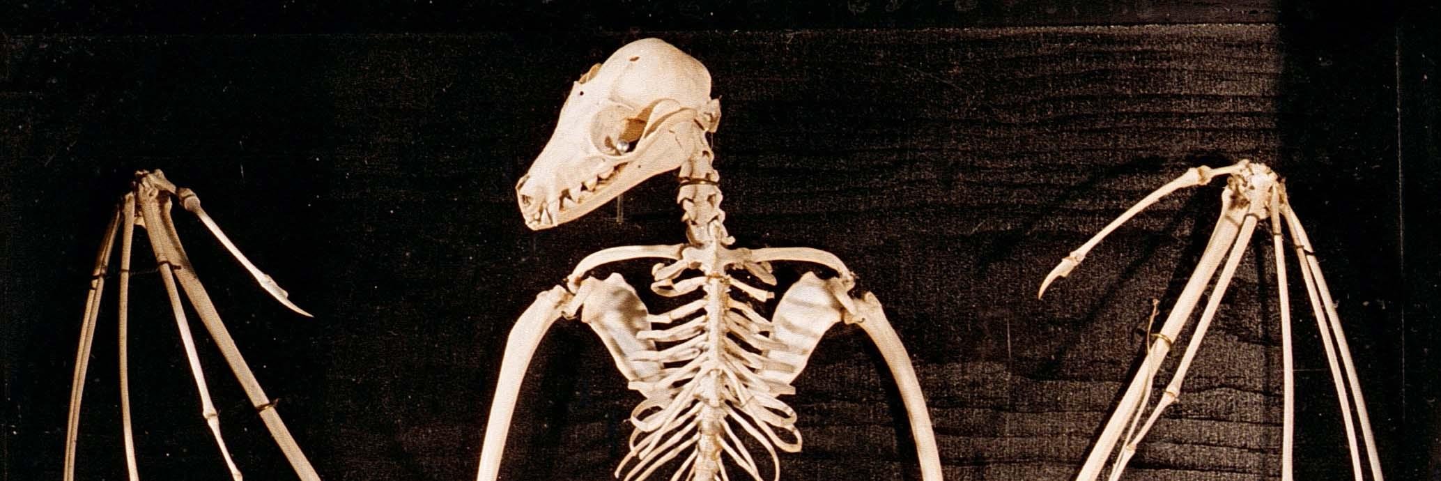 cadaver_v's profile banner image