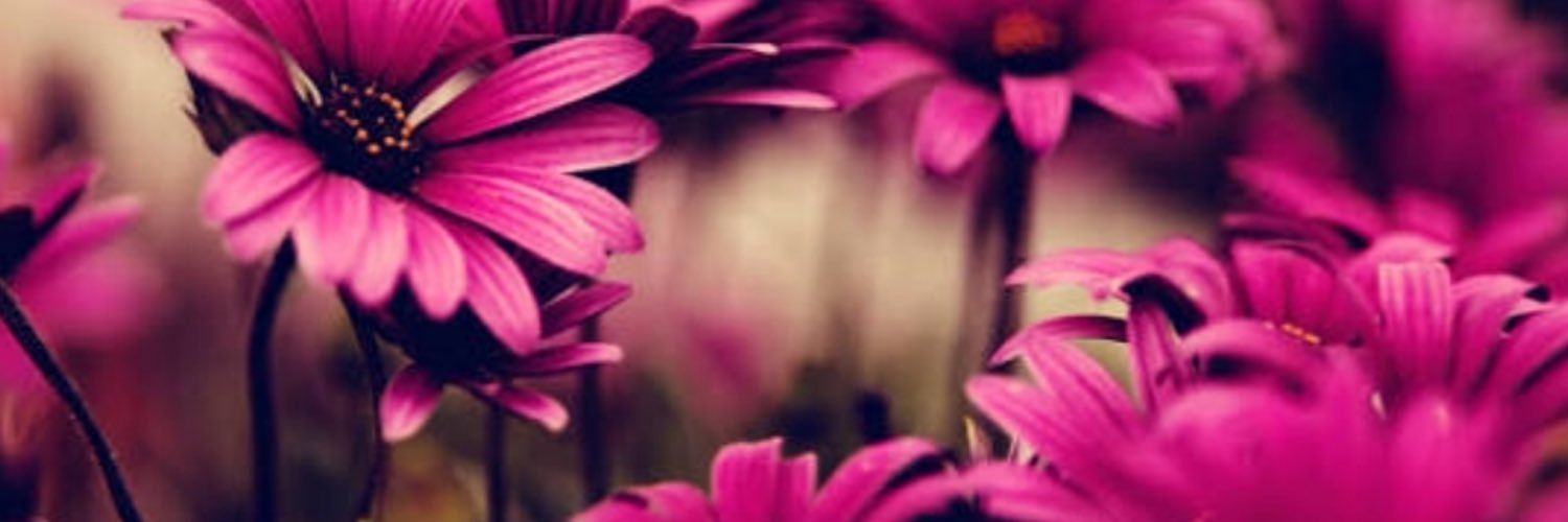 PmVilar's profile banner image