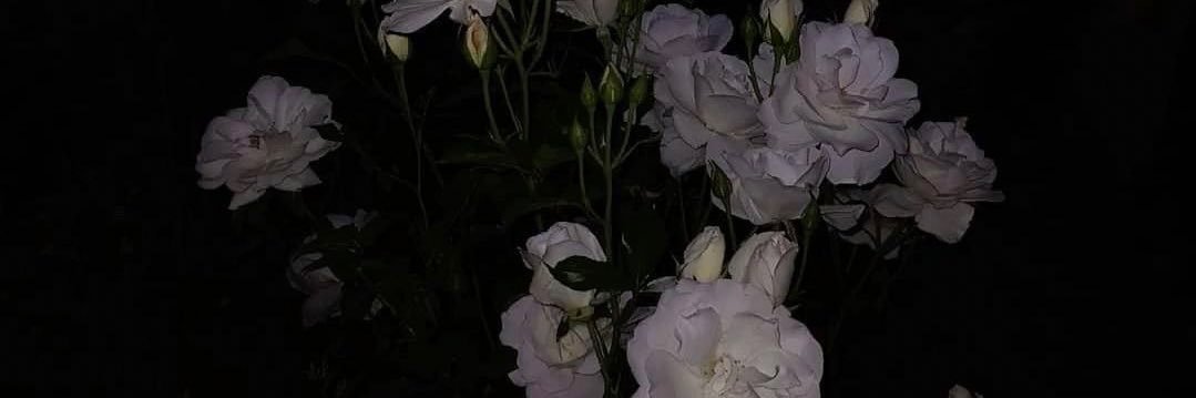 elyssacx's profile banner image