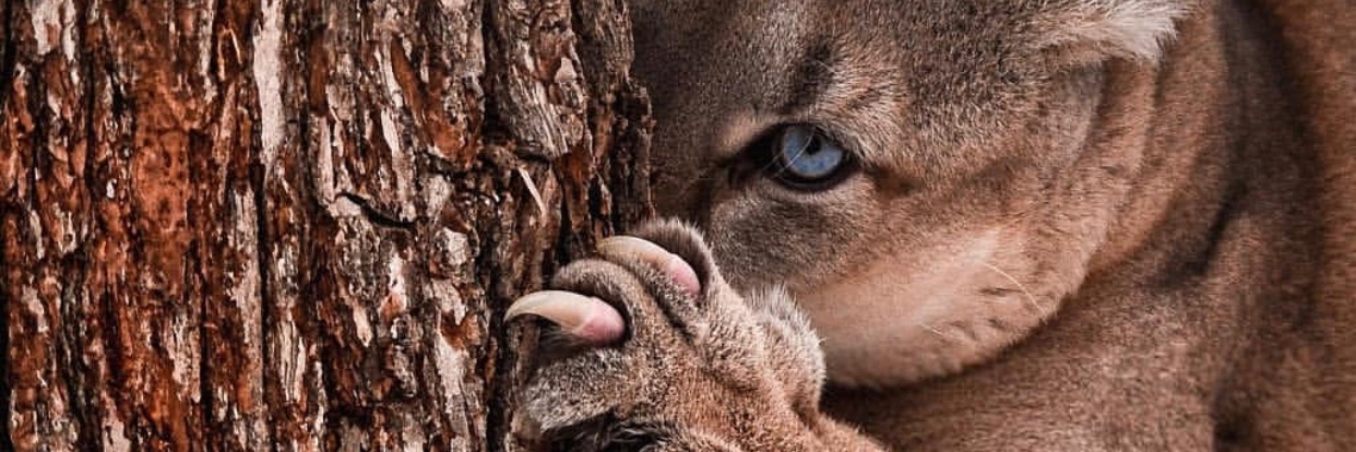 DSO_Cam's profile banner image