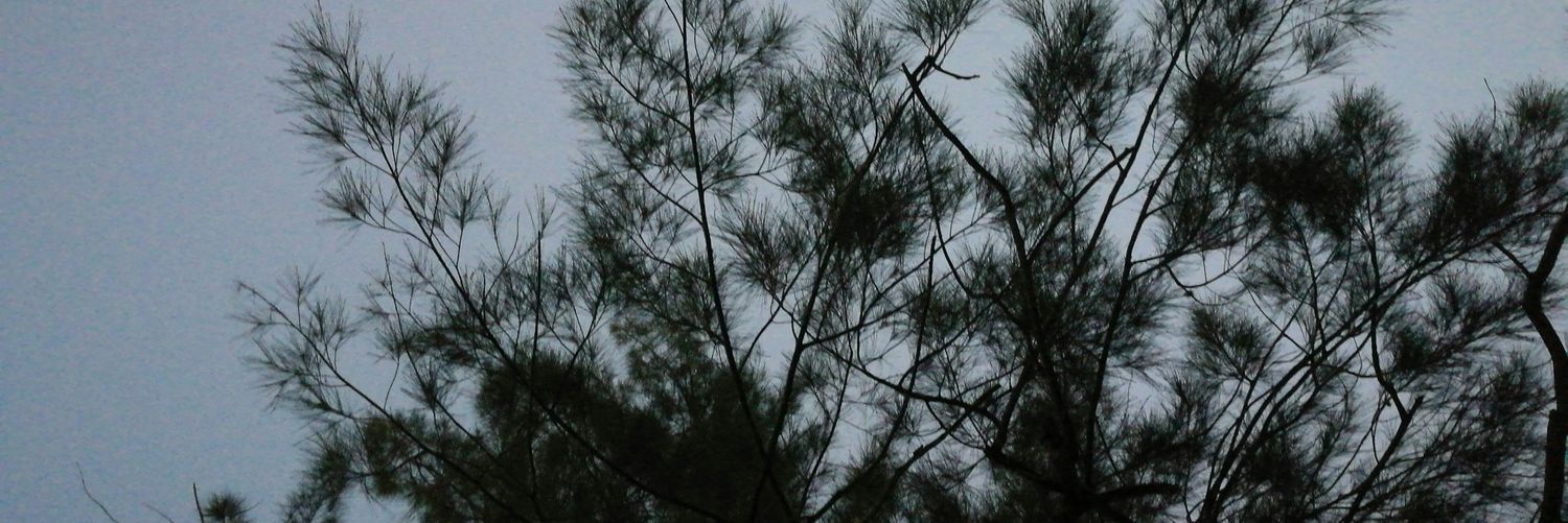 Danikaro_'s profile banner image