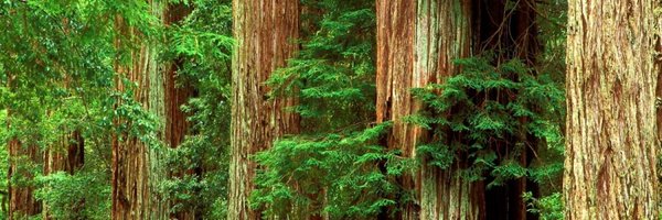 rojgalo Profile Banner