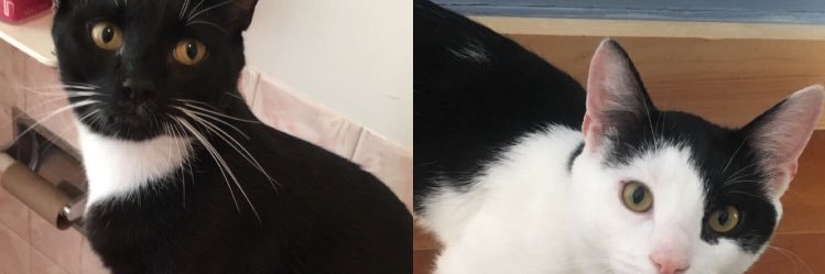 misssycollins's profile banner image