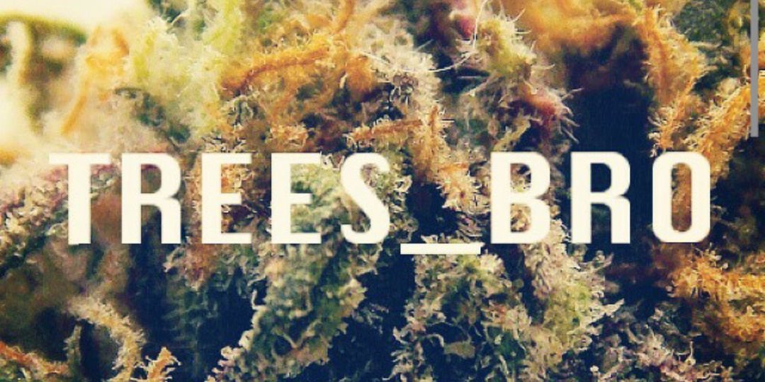 Trees_Bro's profile banner image
