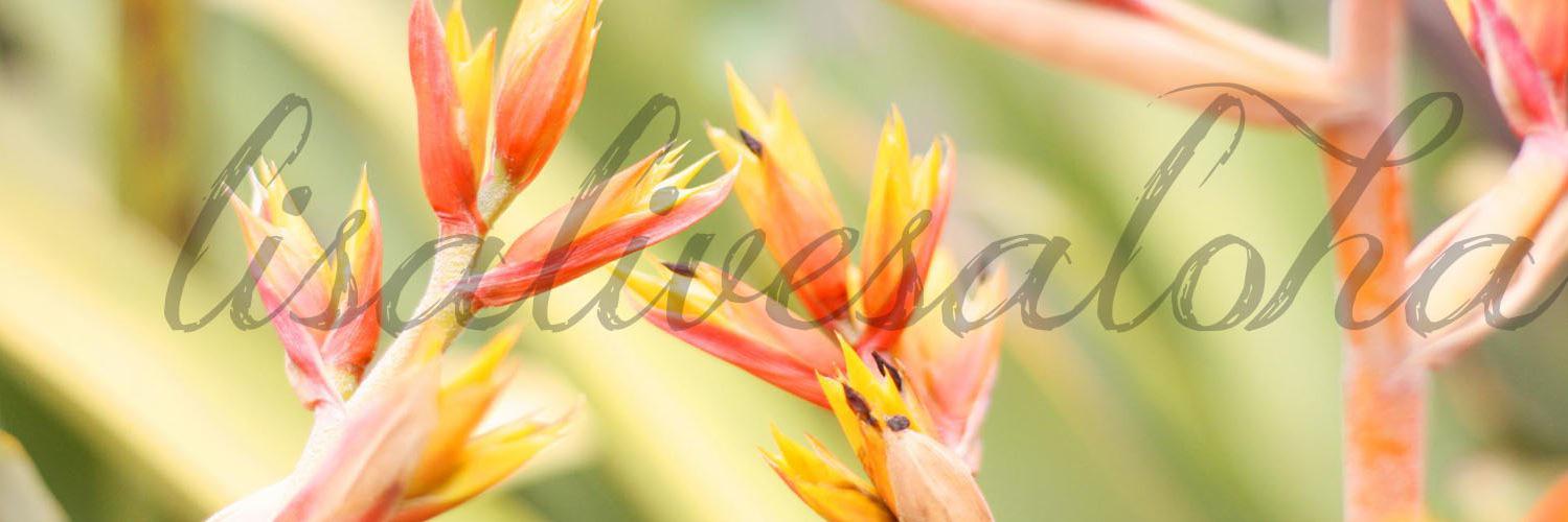 lisalivesaloha's profile banner image