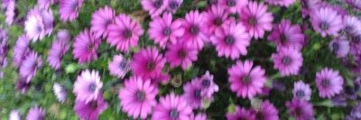 Claudia Jaimes banner