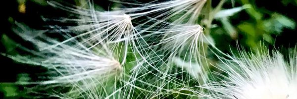 TaraAElliott Profile Banner