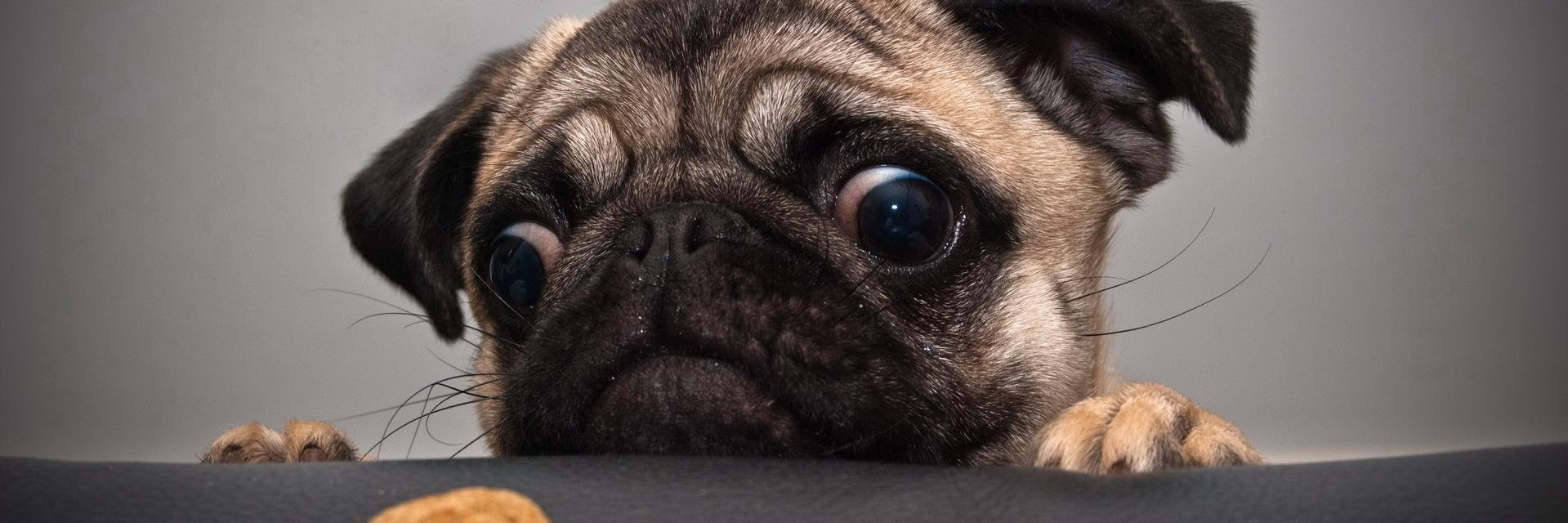 hanapechadogs's profile banner image