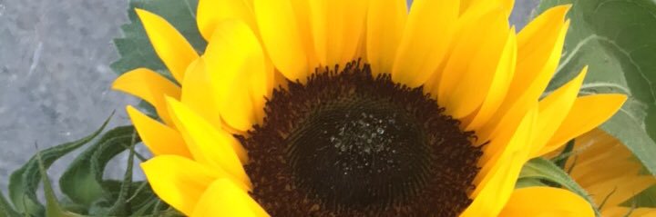 myrahardy_'s profile banner image