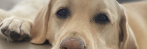 maxdomi Profile Banner