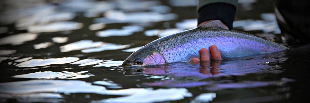 SFBCAfishing's profile banner image