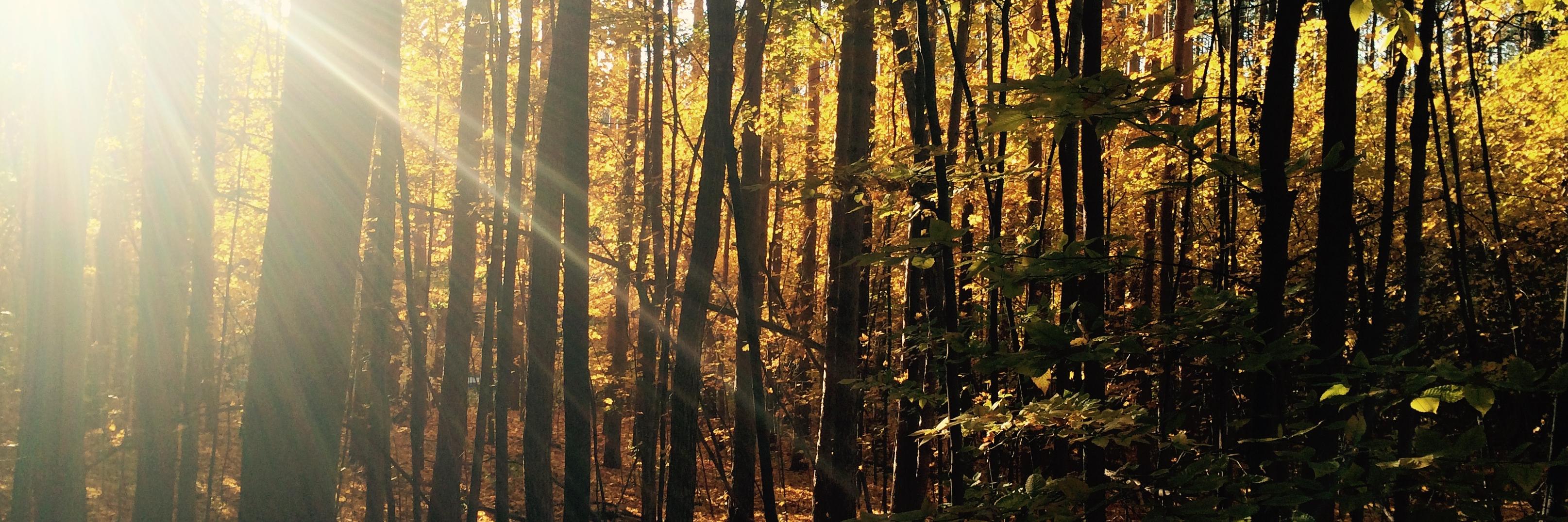 jpsehl's profile banner image