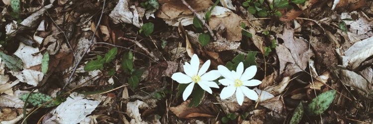 KATE_daGREAT's profile banner image