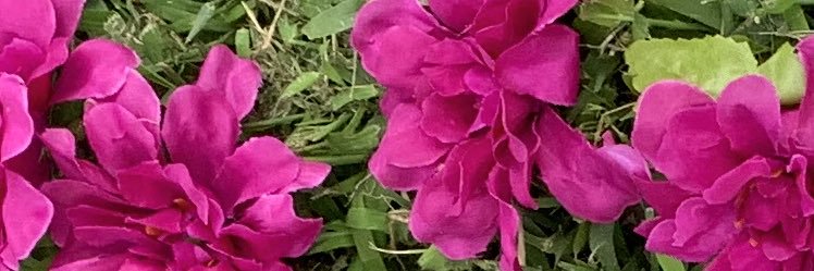 AddisonRoane's profile banner image