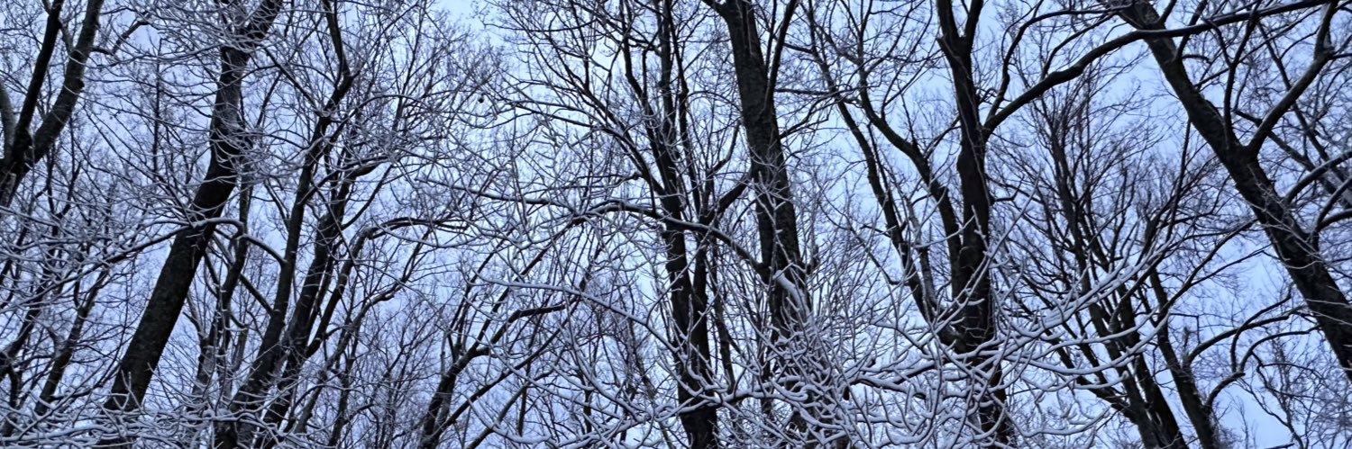 MagicLandForest's profile banner image