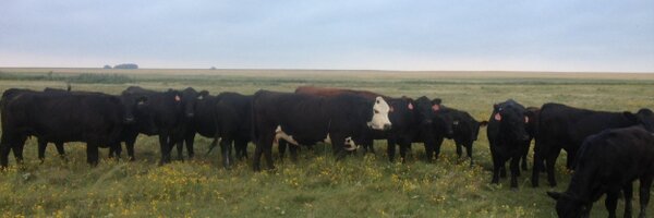 etonsixcattle Profile Banner