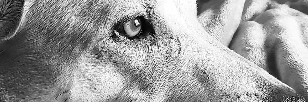 LocalCelebr1ty's profile banner image