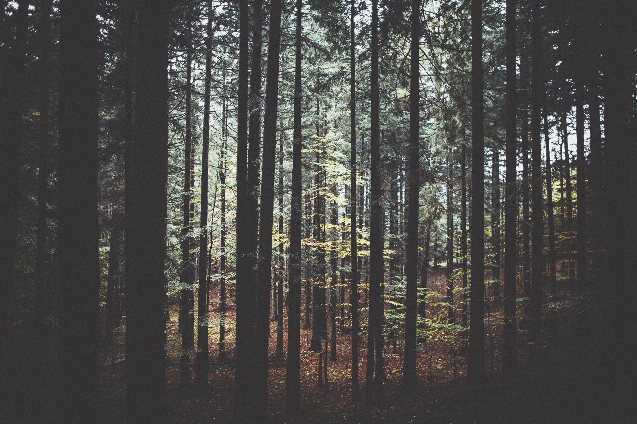 Francesco Cauteruccio banner