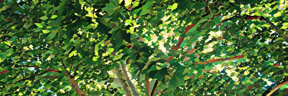 ausfamilies's profile banner image