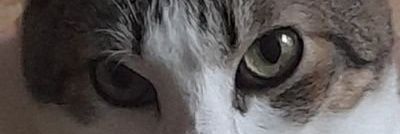 salareq's profile banner image