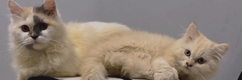 AzaleaShita's profile banner image