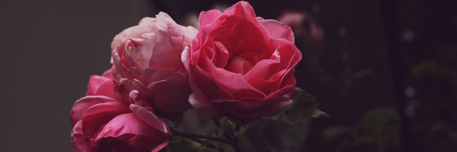 samehbear's profile banner image