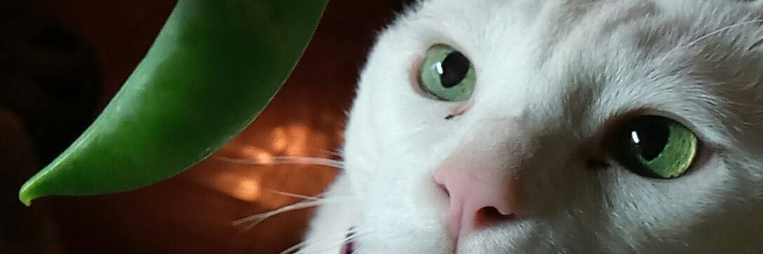 meowchuchu banner