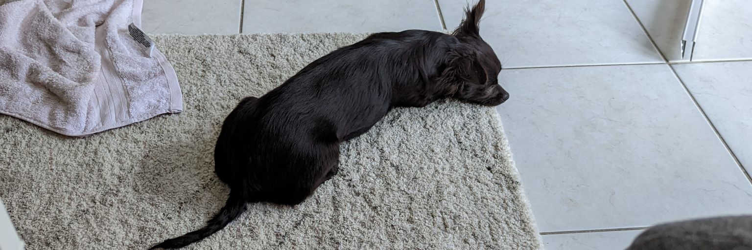 Hayley Stewart 🍍👩‍💻🐶 banner