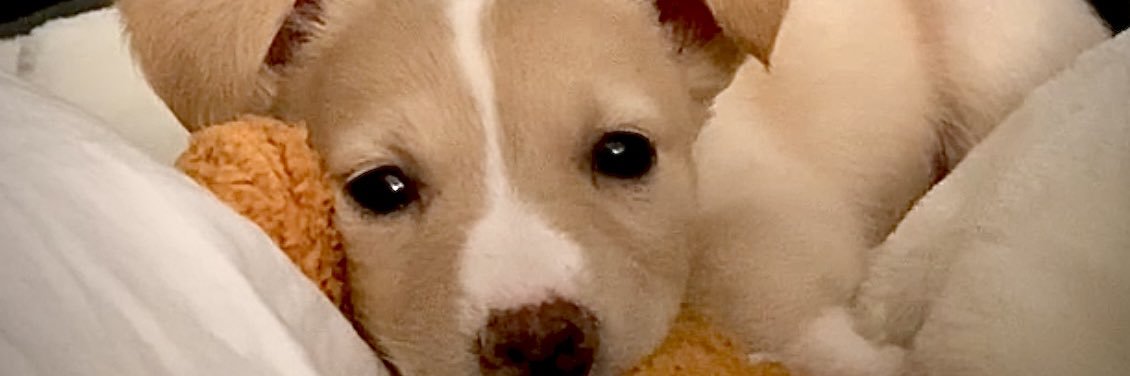 _OhheyyDev's profile banner image
