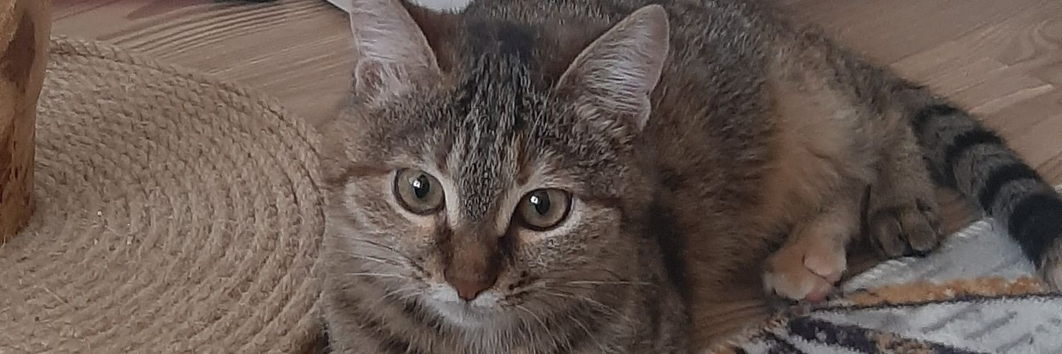 morsevengiller's profile banner image