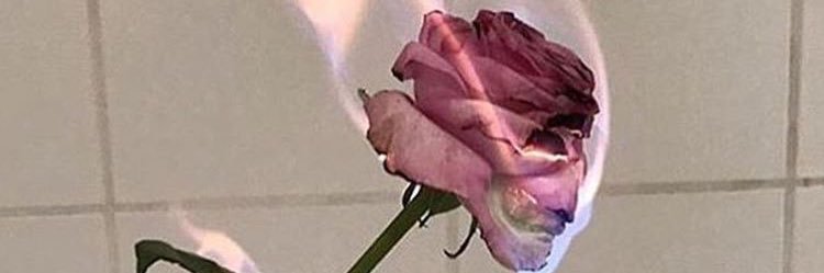 lauxrose's profile banner image