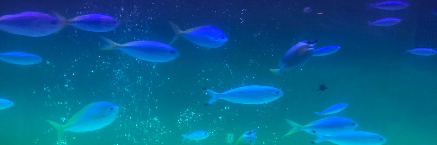 rcs516's profile banner image