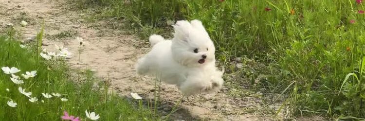 NLpingoo's profile banner image