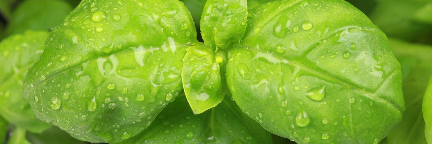 avogel_de's profile banner image
