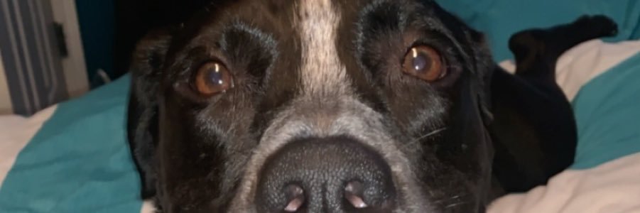 savannahdye_'s profile banner image
