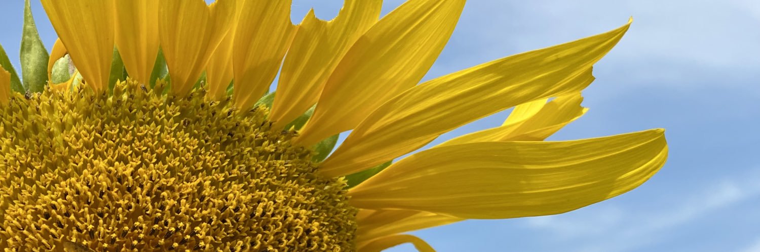 Daisy-A banner