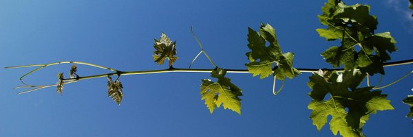 16Ridges Profile Banner