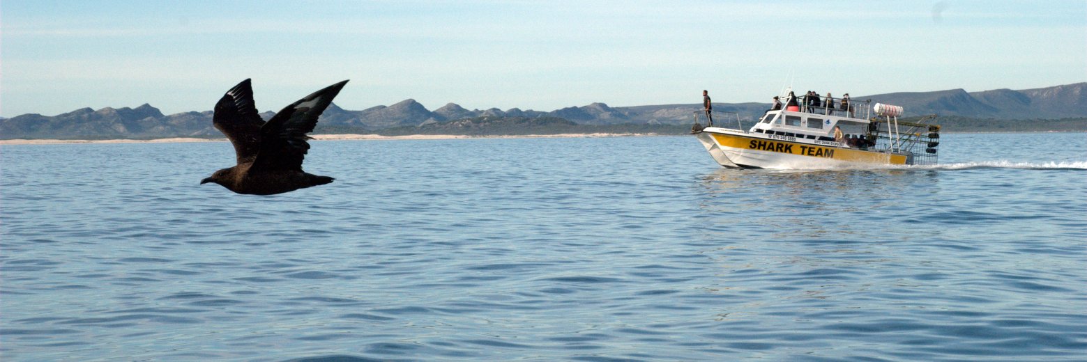 White Shark Projects banner