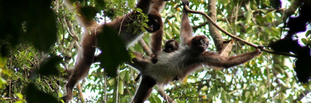 Biodiversa Colombia banner