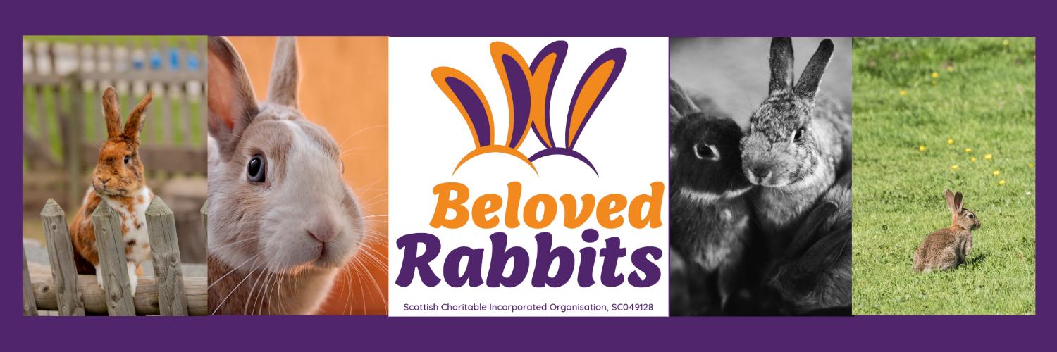 BelovedRabbits's profile banner image