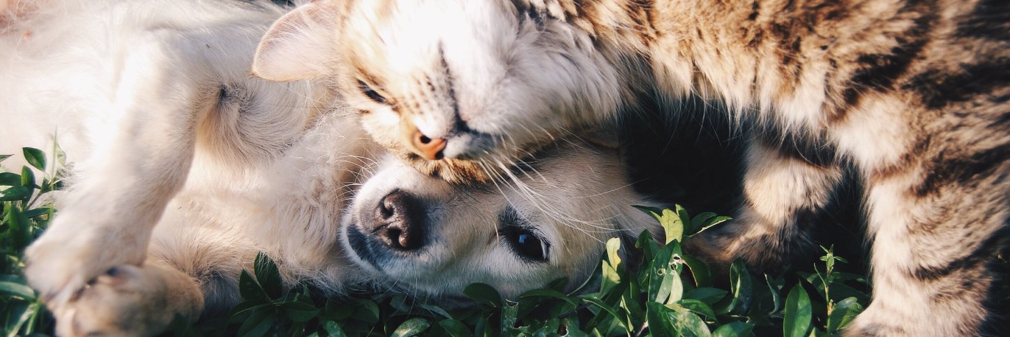 Woopets Français banner