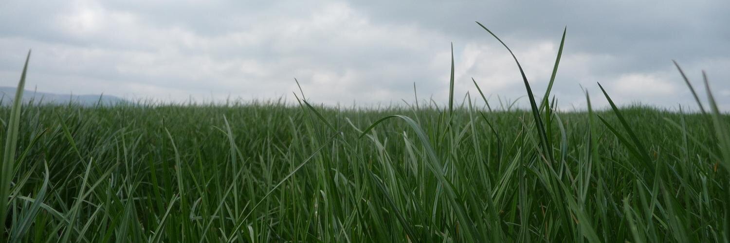 Eoin Ó Súilleabháin banner