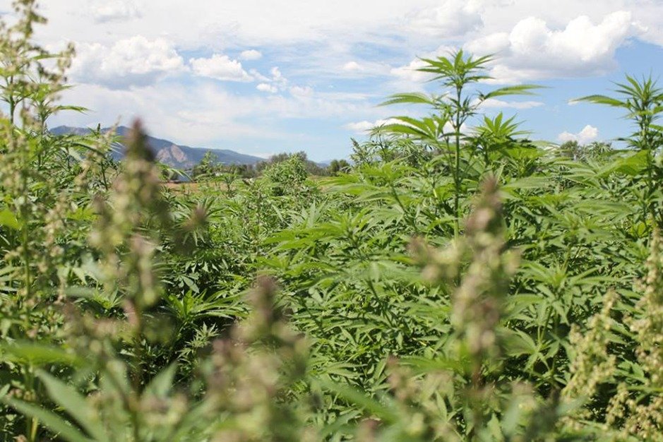 HempFarma's profile banner image