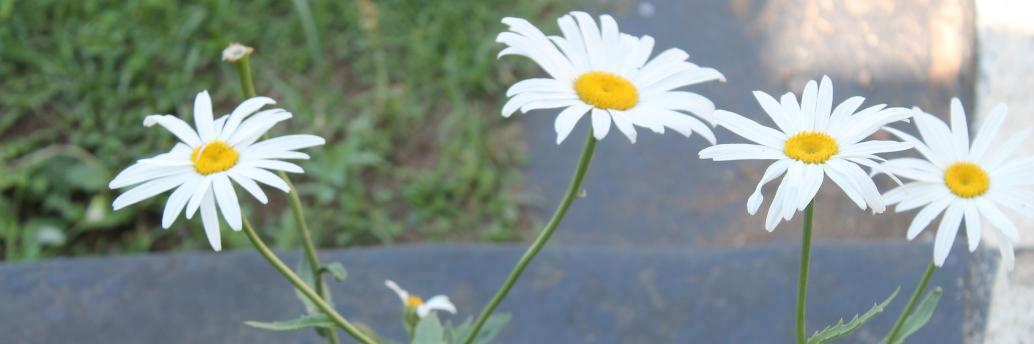 GillyAWard's profile banner image