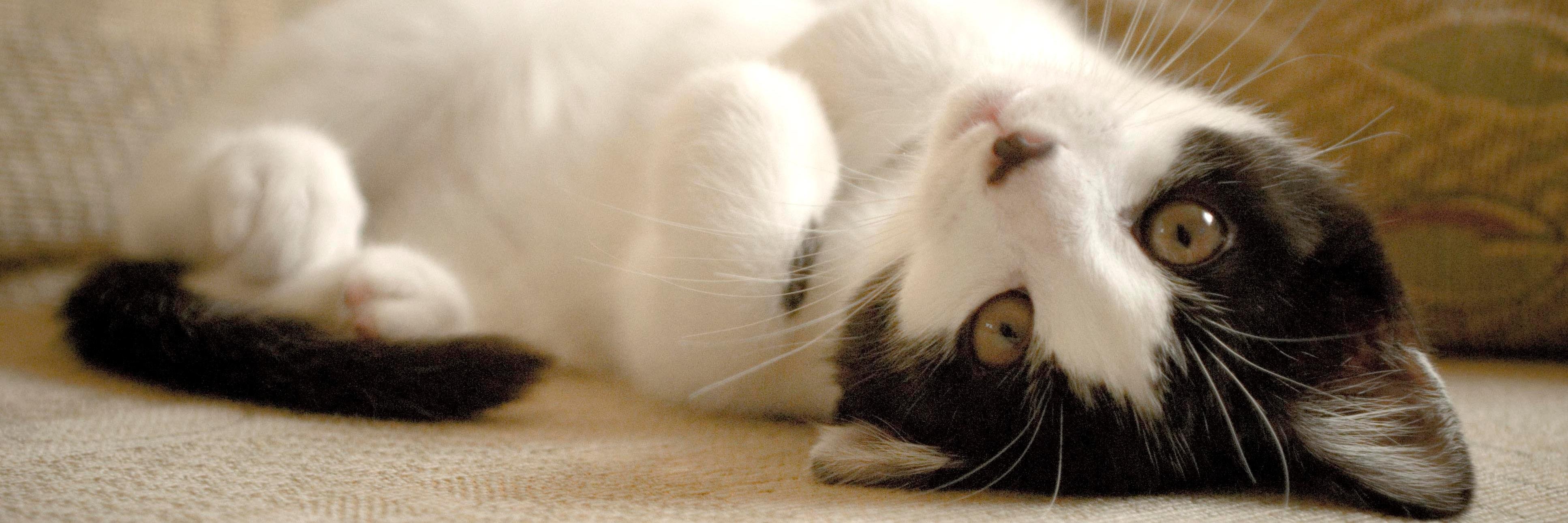 PawPalsCE's profile banner image